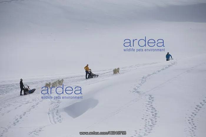  : Samoyed dogs in winter snow