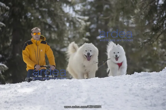  : Samoyed dogs in winter snow