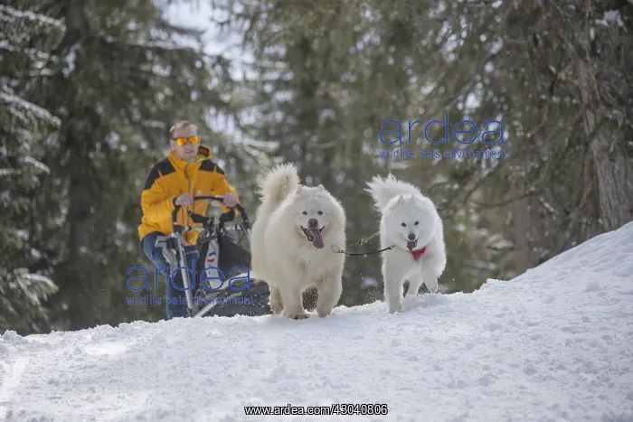  : Samoyed dogs in winter snow