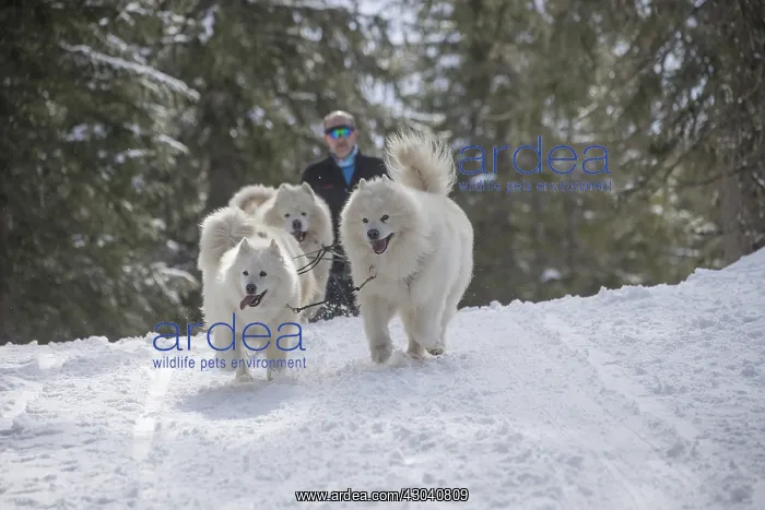  : Samoyed dogs in winter snow