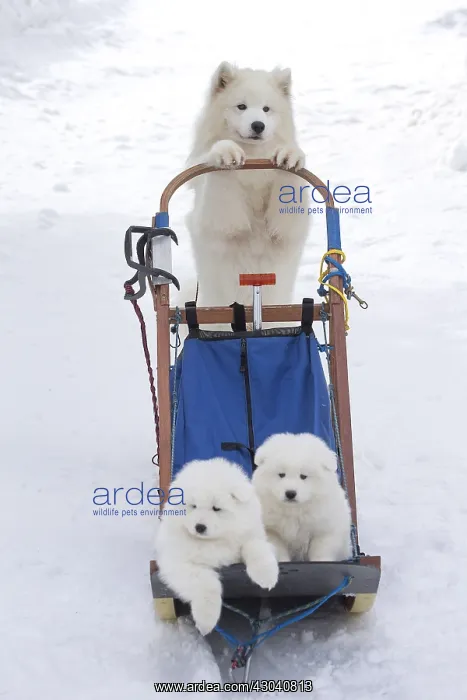  : Samoyed dogs in winter snow