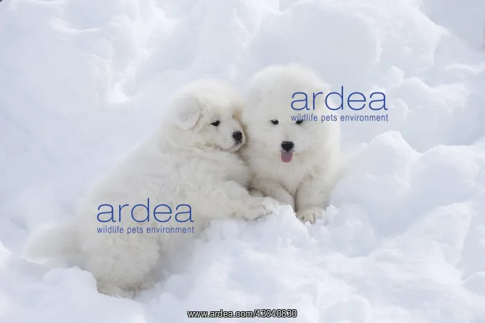  : Samoyed dogs in winter snow