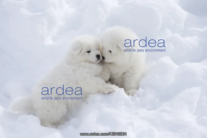  : Samoyed dogs in winter snow