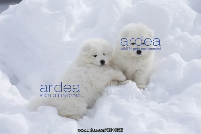  : Samoyed dogs in winter snow