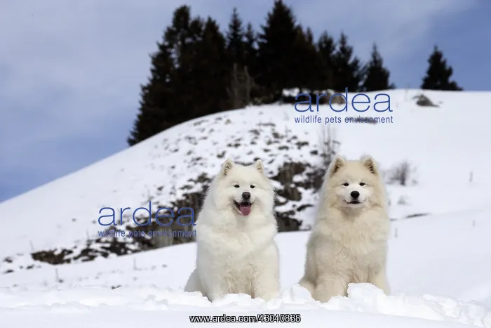  : Samoyed dogs in winter snow