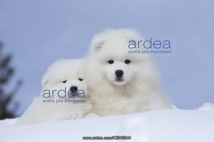  : Samoyed dogs in winter snow