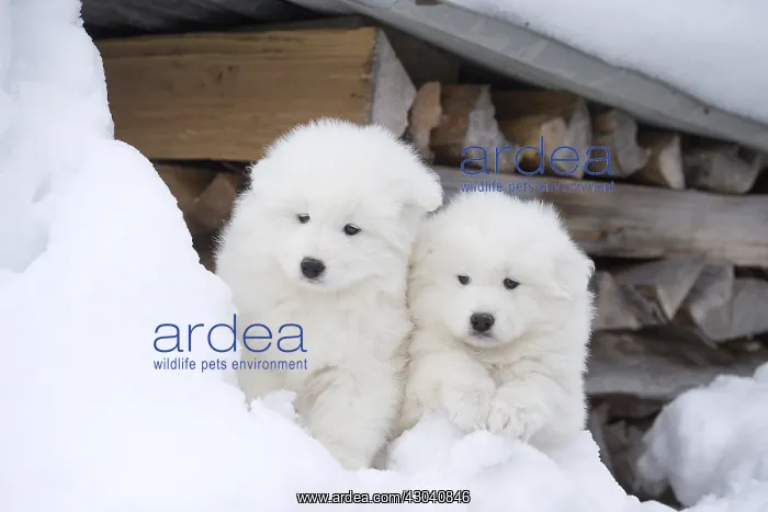  : Samoyed dogs in winter snow