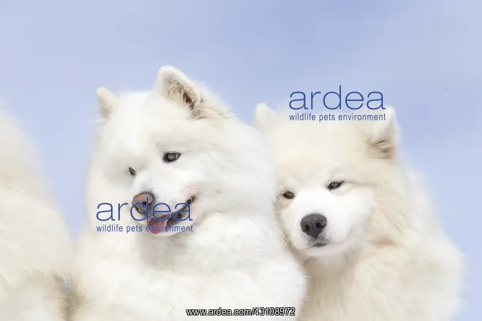  : Samoyed dogs in winter snow