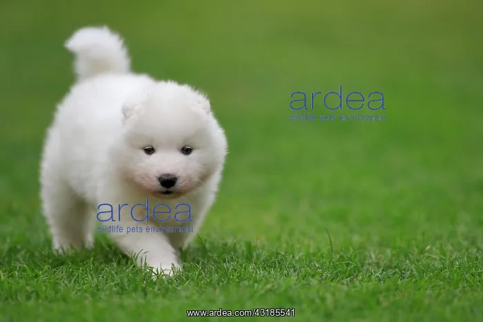 : Samoyed Domestic dog (Canis lupus familiaris), running : Samoyed Domestic dog (Canis lupus familiaris), running