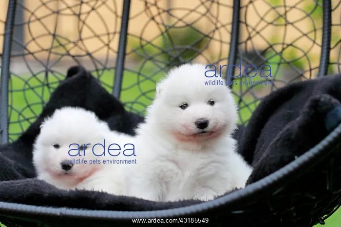 : Samoyed Domestic dog (Canis lupus familiaris), two : Samoyed Domestic dog (Canis lupus familiaris), two