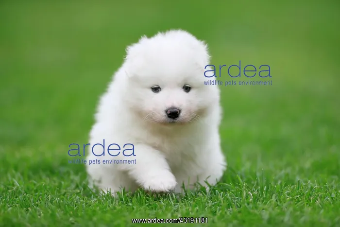 : Samoyed Domestic dog (Canis lupus familiaris), walking : Samoyed Domestic dog (Canis lupus familiaris), walking