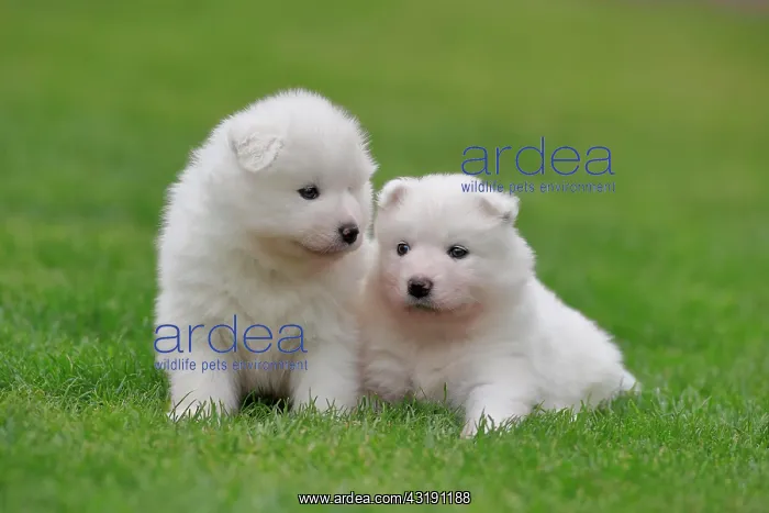 : Samoyed Domestic dog (Canis lupus familiaris), two : Samoyed Domestic dog (Canis lupus familiaris), two