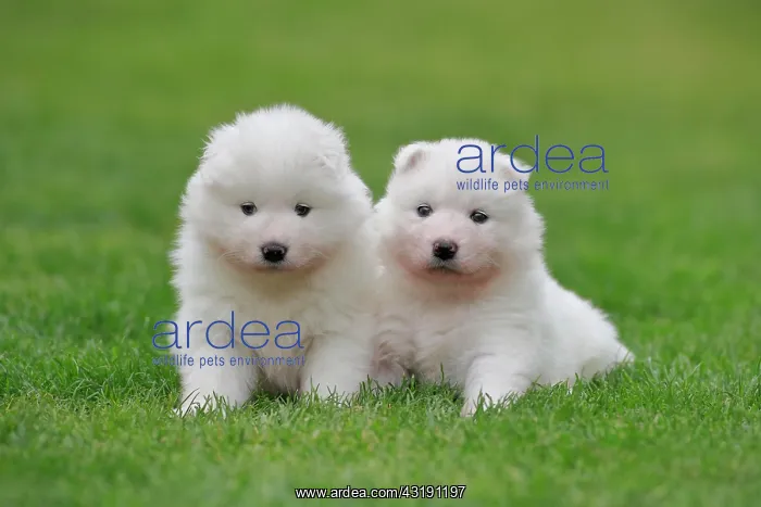 : Samoyed Domestic dog (Canis lupus familiaris), two : Samoyed Domestic dog (Canis lupus familiaris), two