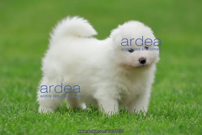: Samoyed Domestic dog (Canis lupus familiaris), standing : Samoyed Domestic dog (Canis lupus familiaris), standing