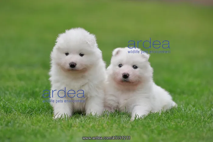 : Samoyed Domestic dog (Canis lupus familiaris), two : Samoyed Domestic dog (Canis lupus familiaris), two