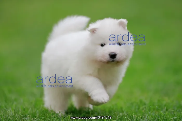 : Samoyed Domestic dog (Canis lupus familiaris), running : Samoyed Domestic dog (Canis lupus familiaris), running