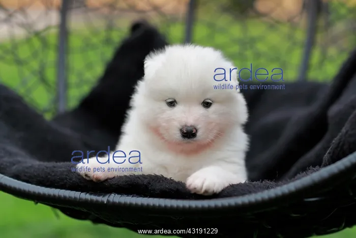 : Samoyed Domestic dog (Canis lupus familiaris), sitting : Samoyed Domestic dog (Canis lupus familiaris), sitting