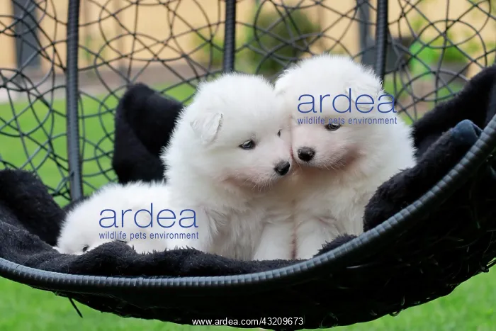 : Samoyed Domestic dog (Canis lupus familiaris), two : Samoyed Domestic dog (Canis lupus familiaris), two