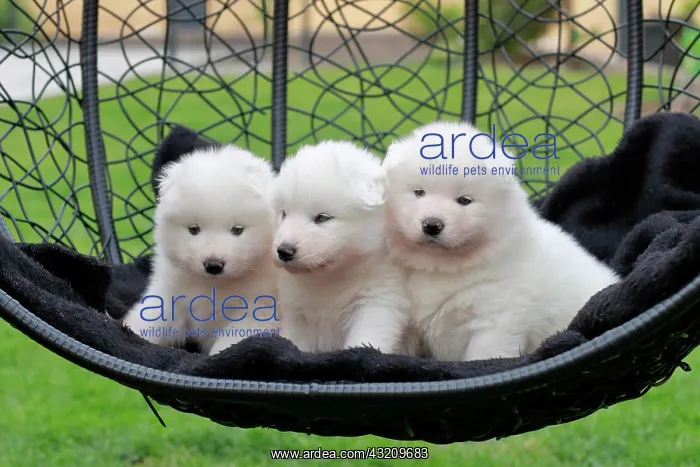 : Samoyed Domestic dog (Canis lupus familiaris), three : Samoyed Domestic dog (Canis lupus familiaris), three