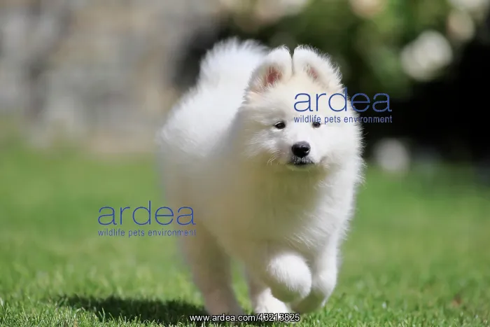 : Samoyed Domestic dog (Canis lupus familiaris), running : Samoyed Domestic dog (Canis lupus familiaris), running