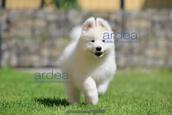 : Samoyed Domestic dog (Canis lupus familiaris), running : Samoyed Domestic dog (Canis lupus familiaris), running