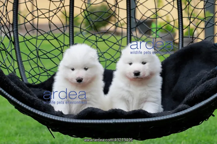 : Samoyed Domestic dog (Canis lupus familiaris), two : Samoyed Domestic dog (Canis lupus familiaris), two