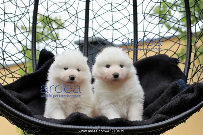 : Samoyed Domestic dog (Canis lupus familiaris), two : Samoyed Domestic dog (Canis lupus familiaris), two