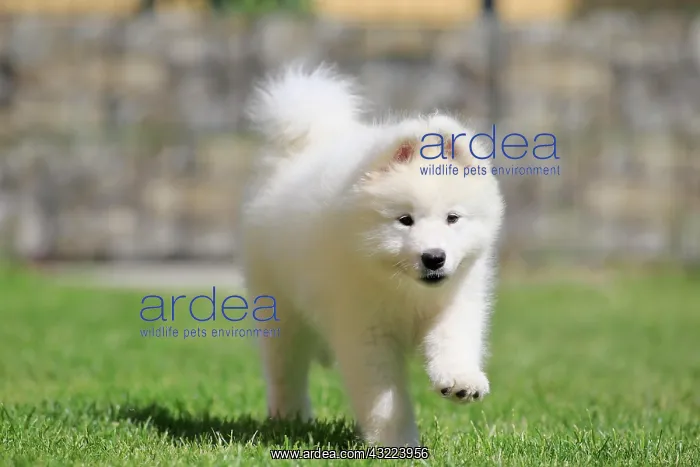 : Samoyed Domestic dog (Canis lupus familiaris), running : Samoyed Domestic dog (Canis lupus familiaris), running