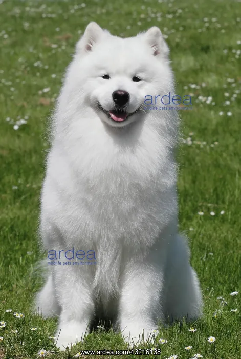 : Samoyed, male dog, 6 years, North Rhine-Westphalia : Samoyed, male dog, 6 years, North Rhine-Westphalia