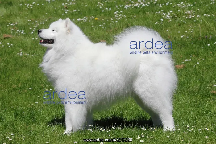 : Samoyed, male dog, 6 years, North Rhine-Westphalia : Samoyed, male dog, 6 years, North Rhine-Westphalia