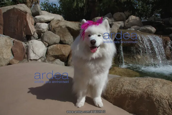 : Samoyed in Palm Desert, California : Samoyed in Palm Desert, California