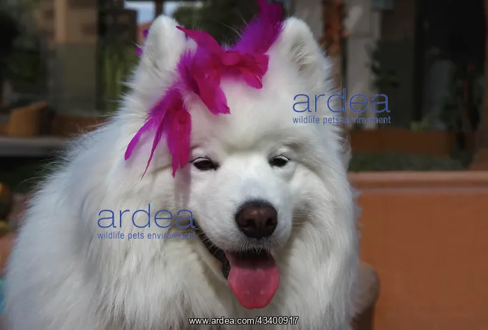 : Samoyed in Palm Desert, California : Samoyed in Palm Desert, California