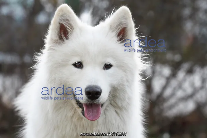 : Samoyed or Polar Spitz (Canis lupus familiaris) : Samoyed or Polar Spitz (Canis lupus familiaris)