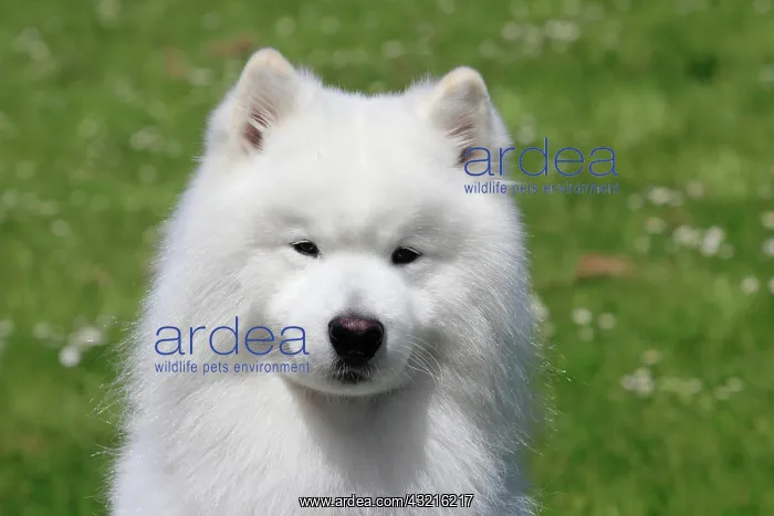 : Samoyed, portrait, male dog, 6 years, North Rhine-Westphalia : Samoyed, portrait, male dog, 6 years, North Rhine-Westphalia