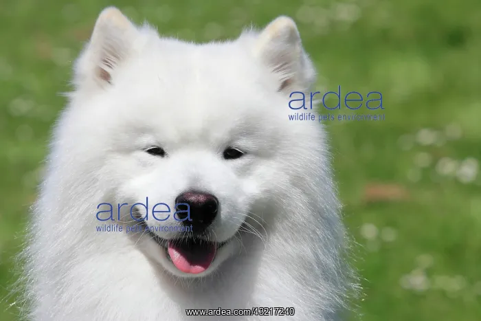  : Samoyed, portrait, male dog, 6 years, North Rhine-Westphalia