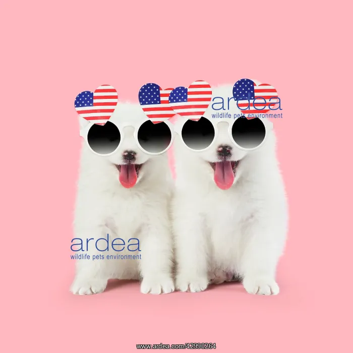 : Samoyed puppies, mouths open on pink wearing heart : Samoyed puppies, mouths open on pink wearing heart