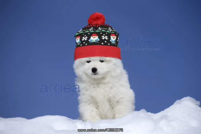 : Samoyed puppy wearing a winter hat : Samoyed puppy wearing a winter hat