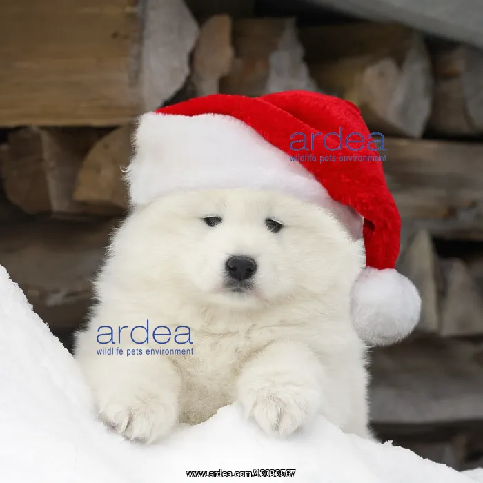 : Samoyed wearing Christmas hat Samoyed wearing Christmas : Samoyed wearing Christmas hat Samoyed wearing Christmas