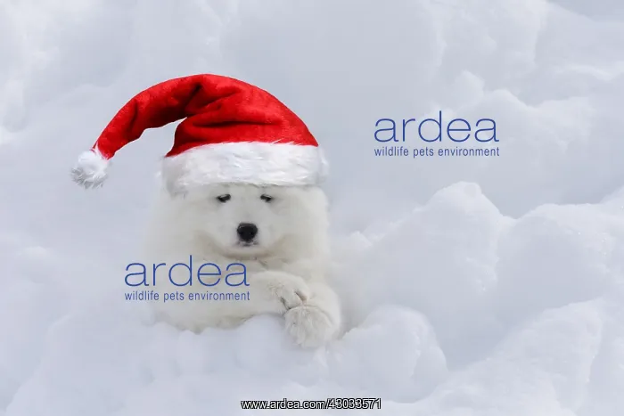 : Samoyed wearing Christmas hat Samoyed wearing Christmas : Samoyed wearing Christmas hat Samoyed wearing Christmas