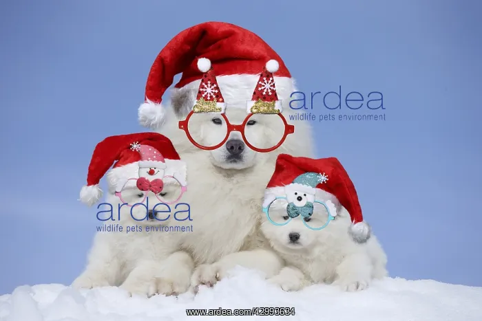 : Samoyeds wearing Christmas hats and glasses : Samoyeds wearing Christmas hats and glasses