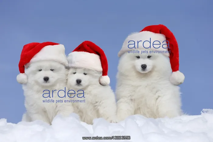  : Samoyeds wearing Christmas hats Samoyeds wearing