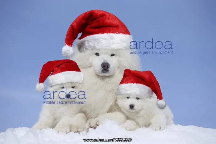 : Samoyeds wearing Christmas hats Samoyeds wearing : Samoyeds wearing Christmas hats Samoyeds wearing