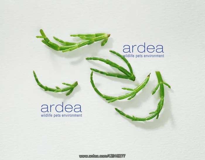 : Samphire, Crithmum maritimum : Samphire, Crithmum maritimum