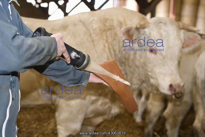 : Sample of bull semen taken : Sample of bull semen taken