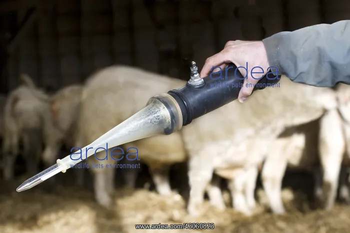 : Sample of bull semen taken : Sample of bull semen taken