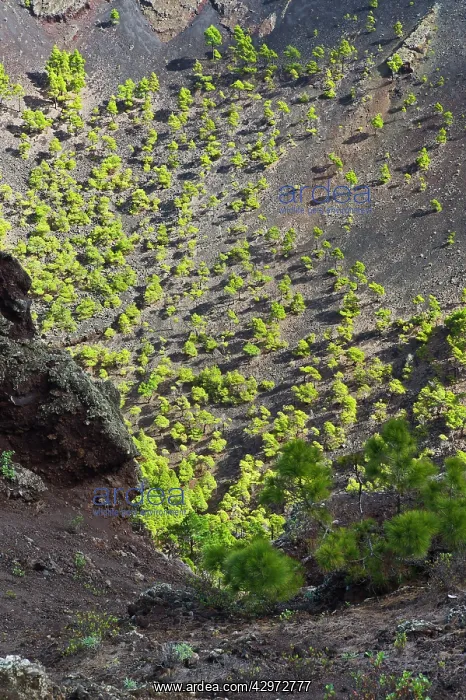 : San Antonio Volcano - crater of San Antonio volcano : San Antonio Volcano - crater of San Antonio volcano