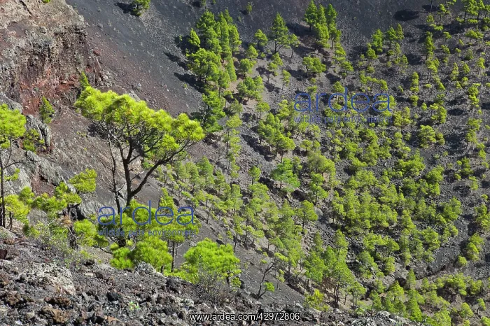 : San Antonio Volcano - crater of San Antonio volcano : San Antonio Volcano - crater of San Antonio volcano