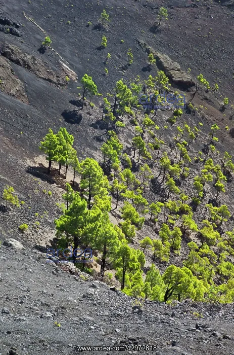: San Antonio Volcano - crater of San Antonio volcano : San Antonio Volcano - crater of San Antonio volcano