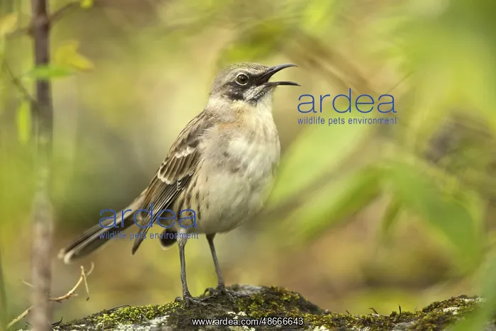 : San Cristobal Mockingbird (Mimus melanotis) singing : San Cristobal Mockingbird (Mimus melanotis) singing