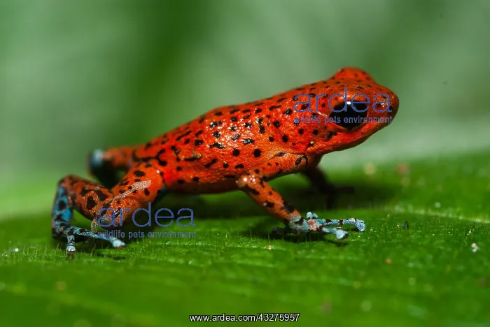 : San Cristobal morph Strawberry Poison Frog (Oop : San Cristobal morph Strawberry Poison Frog (Oop